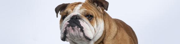 photo image of bulldog